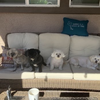 Paws R Us - My 4 - Pet Groomers Near Me - Henderson, Nevada Paws R Us - My 4 - Pet Groomers Near Me - Henderson, Nevada