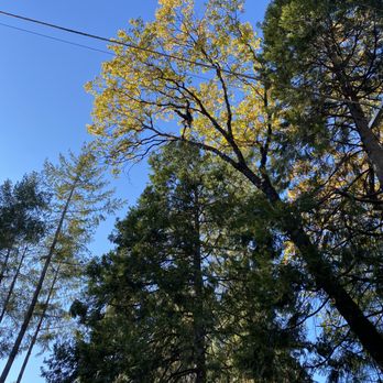 Cain Brothers - Tree Services Near Me