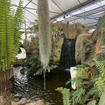 Rainforest Flora - Nurseries & Gardening Near Me - Torrance, California Rainforest Flora - Nurseries & Gardening Near Me - Torrance, California