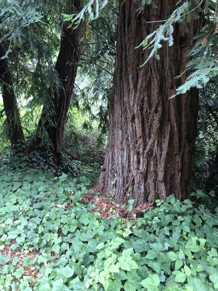 FROG POND WETLAND PRESERVE Updated April 2024 83 Photos & 12