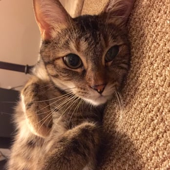 Cats Home - Gemma loves seeing Alain! - Pet Sitting Near Me