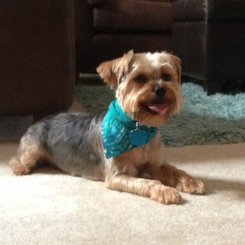 Posh Dawgs - Pet Groomers Near Me Posh Dawgs - Pet Groomers Near Me