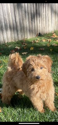 Hands To Paws Dog Grooming