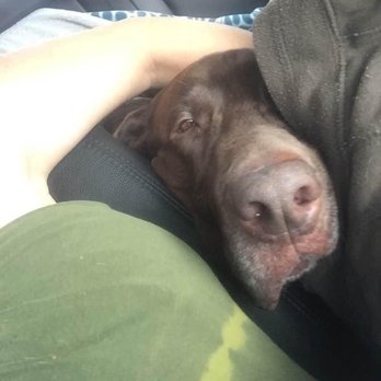 Carrie Nagel DVM - At Home Euthanasia - Look of love - Veterinarians Near Me