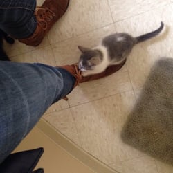 Little Traverse Bay Humane Society - One of the kittens in the kitten room playing with my shoe laces :)