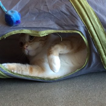 Cat & Craft - 1 hour with the cats - Coffee & Tea Near Me - Vista, California Cat & Craft - 1 hour with the cats - Coffee & Tea Near Me - Vista, California