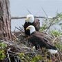 Photo of Daufuskie Island Ferry