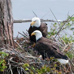 Daufuskie Island Ferry - An island for Nature Lovers