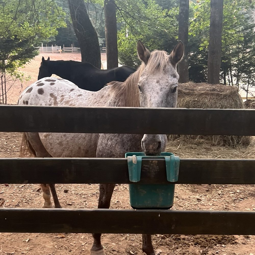 Cloverland Ranch - This horse was so invested. It came over to me and let me pet it. - Horseback Riding Near Me - Fayetteville, Georgia