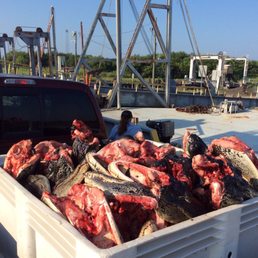 This Gator Hunter exports the heads to Florida to make all the souvenirs you guys buy in the gift shops here This Gator Hunter exports the heads to Florida to make all the souvenirs you guys buy in the gift shops here