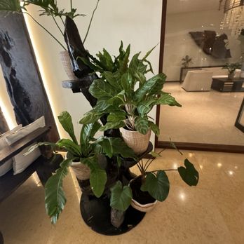 The Oriental Hotel - Tropical plants throughout the oroperty - Resorts Near Me - Legazpi City, ALB