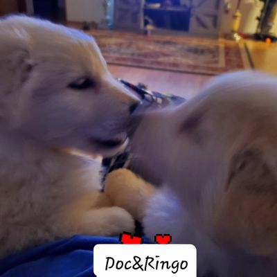 Greers Ferry Veterinary Clinic