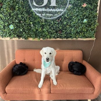 Sugar Paws Pet Salon - Pawsome company! - Pet Groomers Near Me - Dublin, California Sugar Paws Pet Salon - Pawsome company! - Pet Groomers Near Me - Dublin, California