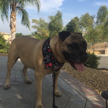 The Bark ‘N Barber - Support our senior pets
Riverside, CA - Pet Groomers Near Me The Bark ‘N Barber - Support our senior pets
Riverside, CA - Pet Groomers Near Me