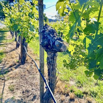 P and V Winery - Wineries Near Me - Morgan Hill, California P and V Winery - Wineries Near Me - Morgan Hill, California
