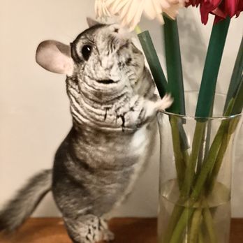 Stahl Exotic Animal Veterinary Services - My little princess. She is 9 years old now - Veterinarians Near Me - Fairfax, Virginia Stahl Exotic Animal Veterinary Services - My little princess. She is 9 years old now - Veterinarians Near Me - Fairfax, Virginia