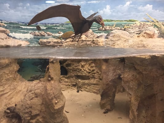 Civic Museum of Natural Sciences in Bergamo by null