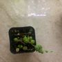 Photo of Robby's Nursery & Calico Gardens