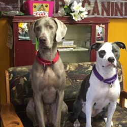 Camp Canine - Front desk staff Peetie and Stella.