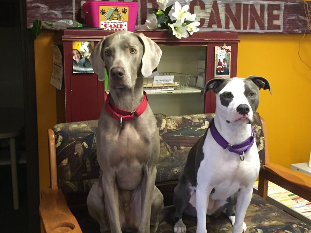 Camp Canine - pet boarding facility in Taylor, MI