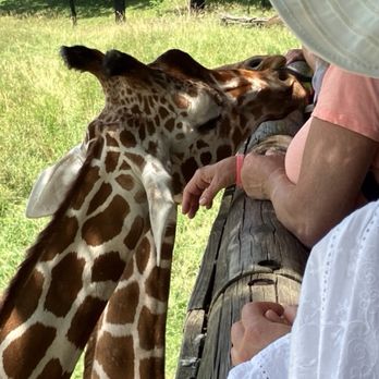 Binder Park Zoo - Giraffes - Zoos Near Me - Battle Creek, Michigan Binder Park Zoo - Giraffes - Zoos Near Me - Battle Creek, Michigan