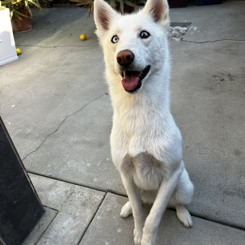 Petco - Dog groomed - Pet Stores Near Me - Redlands, California