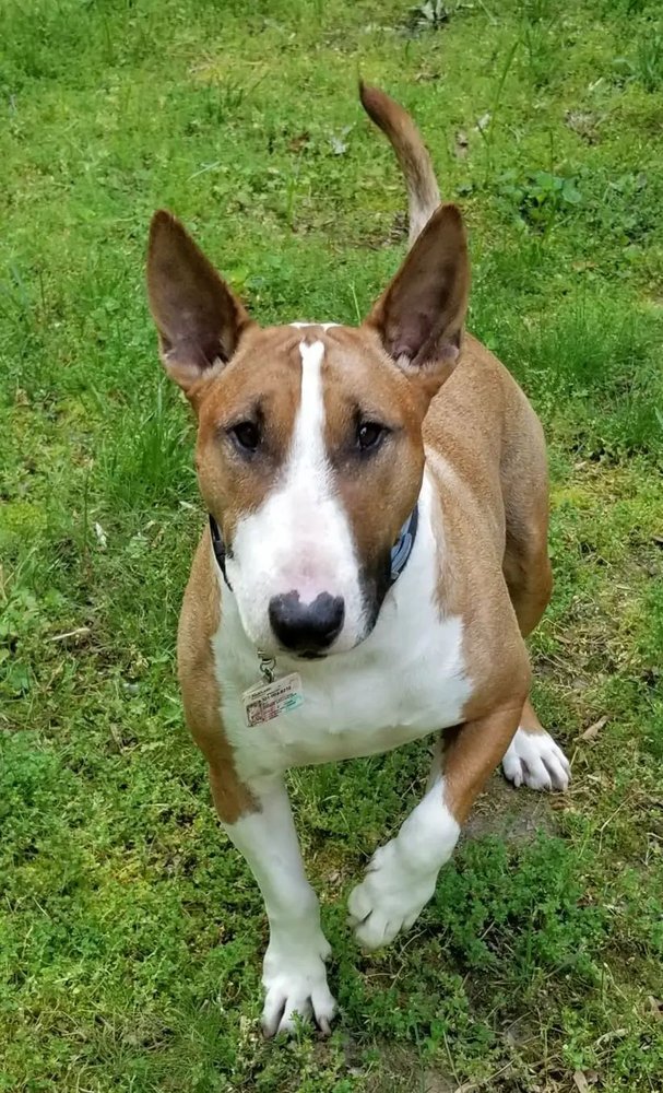 INDIAN BRIDGE KENNELS & SUITES Updated April 2024 18 Photos & 12 Reviews 21325 Indian