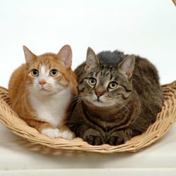 Shel-Ray Pet Shalet - We love cats
