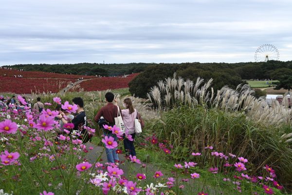 Hitachi Seaside Park by null