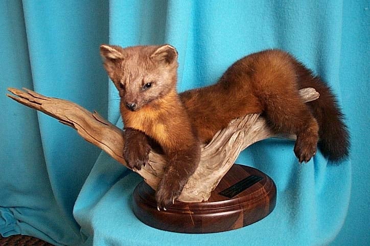 Tad's Taxidermy - taxidermy in East Sparta, OH