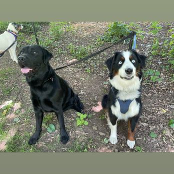 Fido Playhouse - Dog Walkers Near Me - Brooklyn, New York Fido Playhouse - Dog Walkers Near Me - Brooklyn, New York