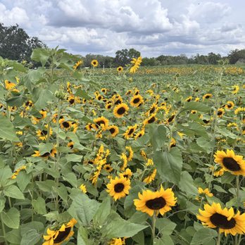 Sweetfields Farm - Not peak but it's coming. - Farmers Market Near Me - Masaryktown, Florida