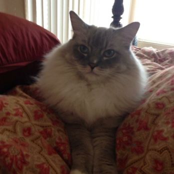 Ragmeister Ragdolls - "I'm the King of the Forrrrrrest!" - Pet Breeders Near Me Ragmeister Ragdolls - "I'm the King of the Forrrrrrest!" - Pet Breeders Near Me