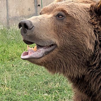 Montana Grizzly Encounter - Grizzly Bear - Amusement Parks Near Me - Bozeman, Montana Montana Grizzly Encounter - Grizzly Bear - Amusement Parks Near Me - Bozeman, Montana