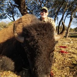 Texas Hunt Lodge - This is the bison I took.