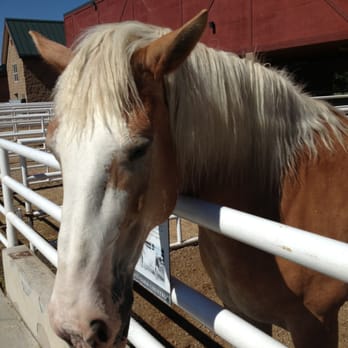 Curiosity Farms - Friendly horse. The kids loved being able to pet him! - Farms Near Me - Lehi, Utah Curiosity Farms - Friendly horse. The kids loved being able to pet him! - Farms Near Me - Lehi, Utah