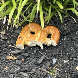 Wawa - Pretzel was nowhere near fresh. Just gave it to the birds. Thrown the other half a little distance away for the other birds.