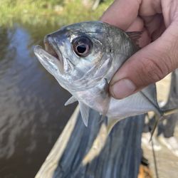 Arlington Bait and Tackle