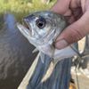Arlington Bait and Tackle gift card
