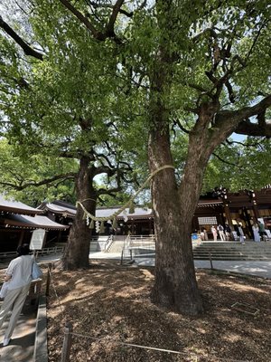 Meiji Jingu by null