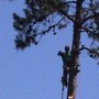 Photo of Quality Tree Specialist