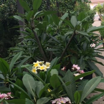 Bamboo Nursery & Garden Supplies - 5 gallon plumeria plants - Nurseries & Gardening Near Me - Compton, California Bamboo Nursery & Garden Supplies - 5 gallon plumeria plants - Nurseries & Gardening Near Me - Compton, California