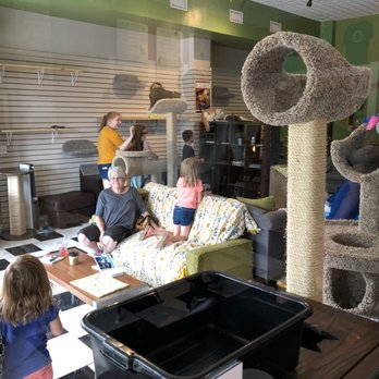 The Cafe Meow - The cat room. - Coffee & Tea Near Me - Roseville, Minnesota The Cafe Meow - The cat room. - Coffee & Tea Near Me - Roseville, Minnesota