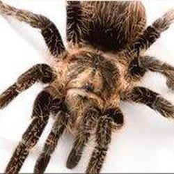 ARC Termite And Pest Control - Spiders