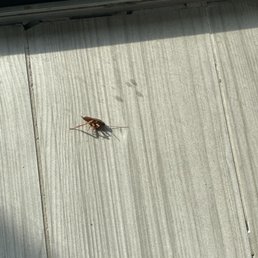 Roach Roach