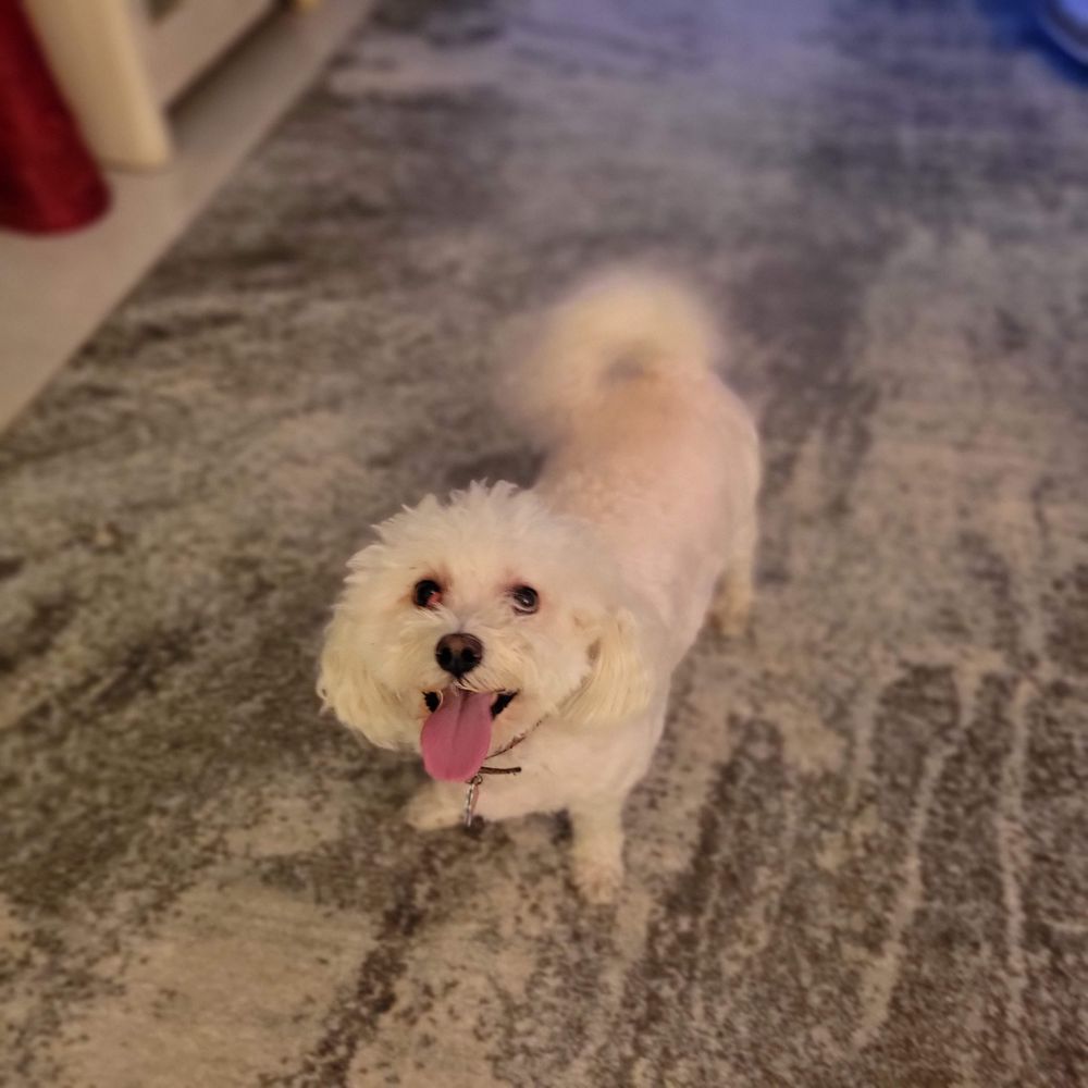 DELRAY DOG WALKS Updated September 2024 16 Photos Delray Beach