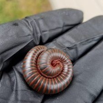 Bio-Tech Pest Control - Seeing millipedes in and around your home? Call Bio-Tech to go over services that best fit your needs! - Pest Control Near Me - Spring, Texas Bio-Tech Pest Control - Seeing millipedes in and around your home? Call Bio-Tech to go over services that best fit your needs! - Pest Control Near Me - Spring, Texas