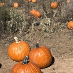 McCall Pumpkin Patch - More pumpkins.