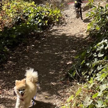 Tiny Dog Dancers - The review writes itself. - Dog Walkers Near Me