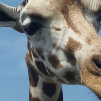 Safari North Wildlife Park - Hello - Zoos Near Me - Brainerd, Minnesota
